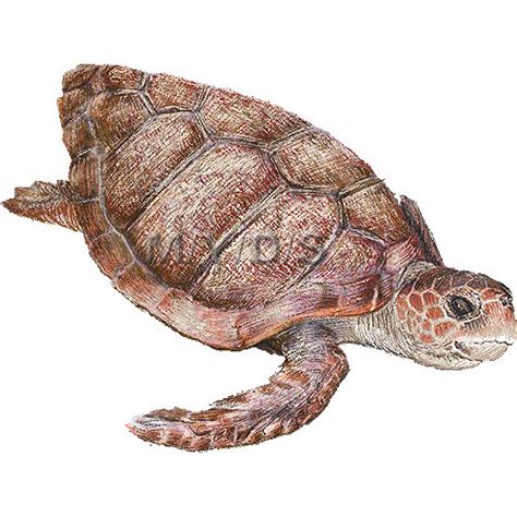 Loggerhead Turtle Clipart 20 Free Cliparts Download Images On