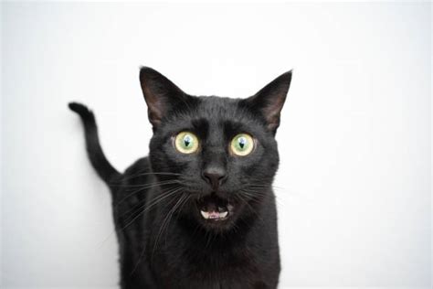 Horrified Cat Stock Photos Pictures And Royalty Free Images Istock