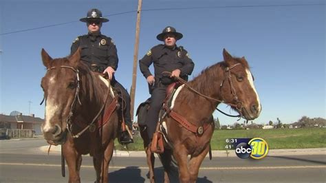 Rescued horses used for Livingston Police mounted patrol - ABC30 Fresno