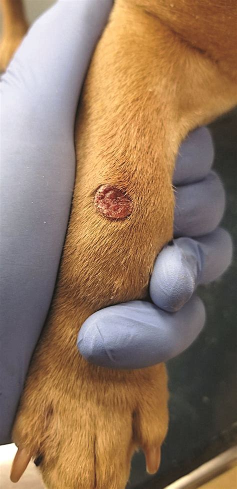 Approaches To Opportunistic Fungal Infections In Small Animals Today