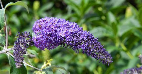 Growing Butterfly Bush Buddleia Awesome Perennial For Your Backyard