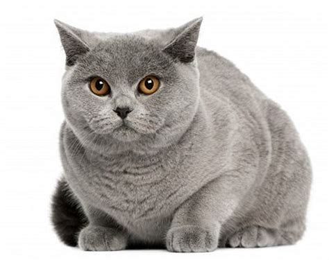 Top 10 Most Expensive Cat Breeds Wow Amazing
