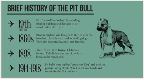 Stunning Facts About The Different Breeds Of Pit Bulls