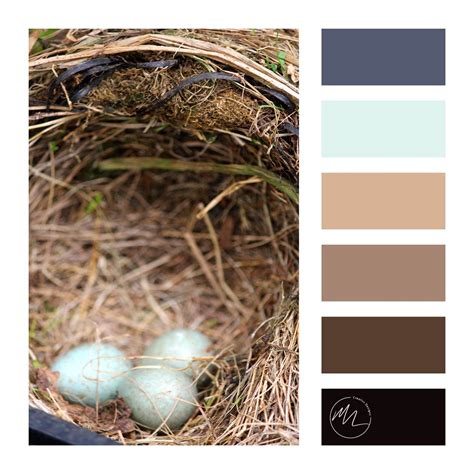 Colour Palette Bird Nest Color Bird Nest Bird