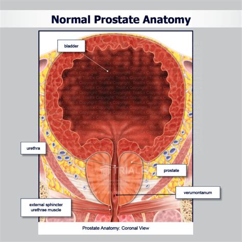 Normal Prostate Anatomy Trialexhibits Inc
