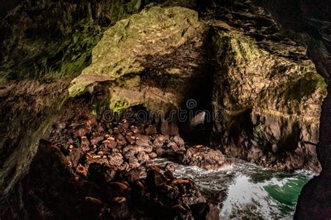 Sea Lion Caves In Florence Oregon At The Coast Stock Photo Image Of