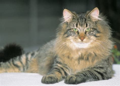 Norwegian Forest Cat Pictures Information Training Grooming And Kittens