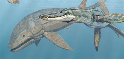 Here are some fascinating kronosaurus facts. 10 Terrifying Titans That Lived In Our Prehistoric Oceans