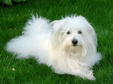 Coton De Tulear History Personality Appearance Health And Pictures