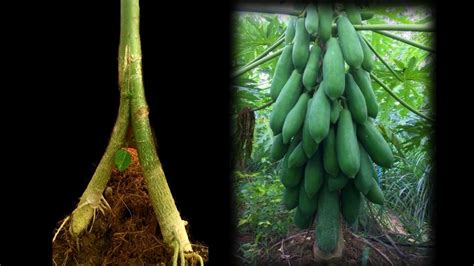 How To Graft A Papaya Tree With Double Roots Part Youtube