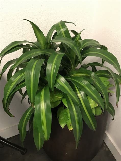 It grows up to 48 inches tall, making it possible to take several cuttings from the. Corn Plant (Dracaena) | Sublime Garden Design | Landscape ...