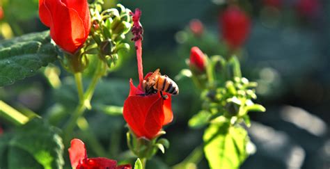 Pollinator Plants Abilene Christian University