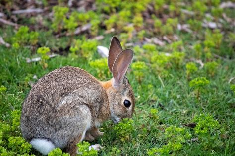 Animal Mammal Rabbit Free Photo On Pixabay Pixabay