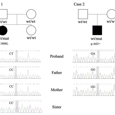 Whole Exome Sequencing Wes And Sanger Sequencing Revealed Download Scientific Diagram