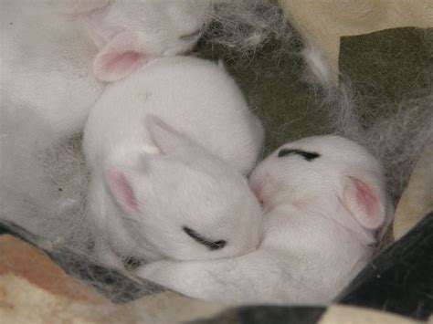 Precious Baby Dwarf Hotot Bunnies