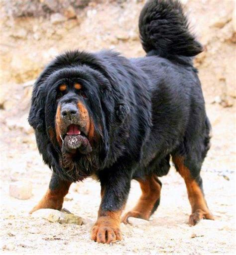Check spelling or type a new query. tasaweer: Tibetan Mastiff