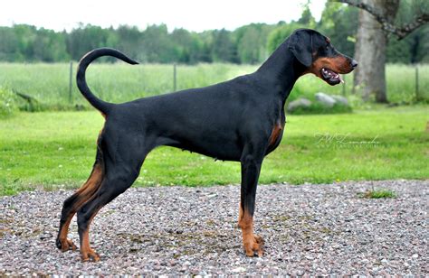 How Much Should A 6 Week Old Doberman Puppy Weigh