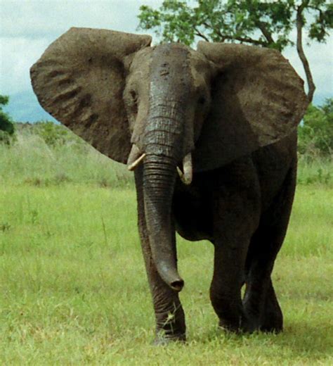 Fileafrican Bush Elephant Mikumi Cropped Wikipedia