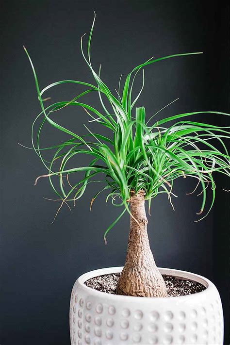 If you have the regular potting mix, add an equal amount of. Ponytail Palm Care Fertilizer | Cromalinsupport