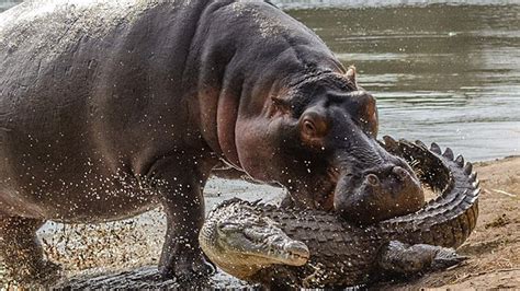 Hippopotamus Attacks An Alligator Hungry Hungry Hippo Youtube