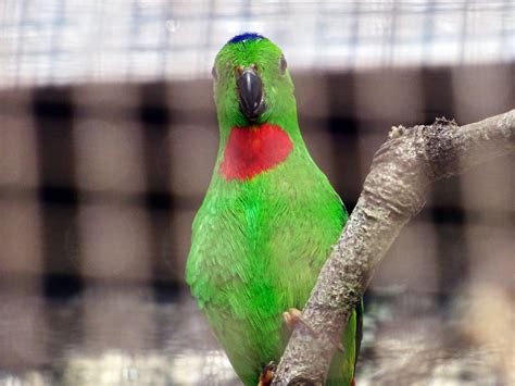 Blue Crowned Hanging Parrot Zoochat