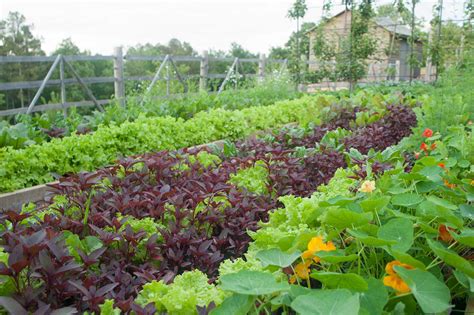 A no nonsense commercial hydroponics training in india. Kitchen Garden - Plant Selection