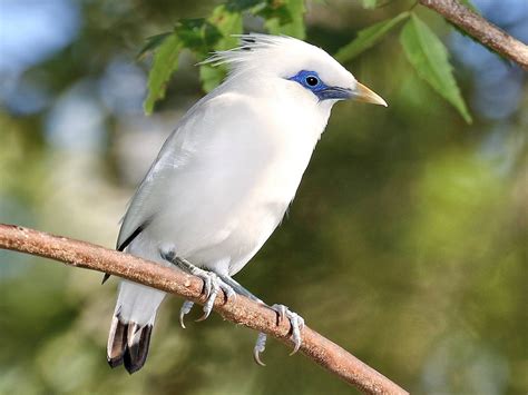 Balis Iconic Bird Species In Peril How We Can Help Save The Bali Myna