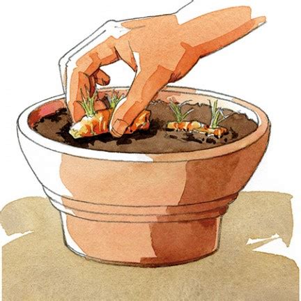 Comment Cultiver Le Curcuma En Pot Chez Soi Curcuma Cultiver
