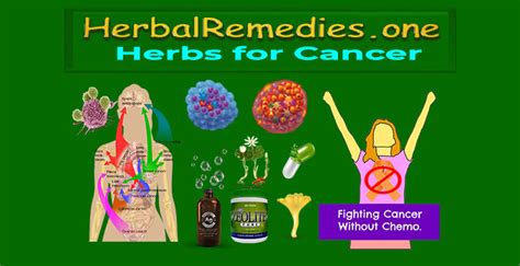 Best Herbs For Cancer 1 Holistic Natural Cancer Remedies