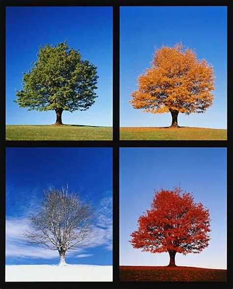 Maple Tree Acer Sp Through Four Seasons Montage Seasons Art