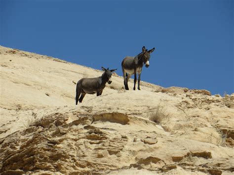 Free Images Donkey Donkeys Animals Wild Rock Hot Warm Dry