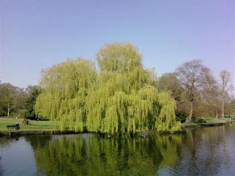 Weeping Willow By Secrethero123 On Deviantart
