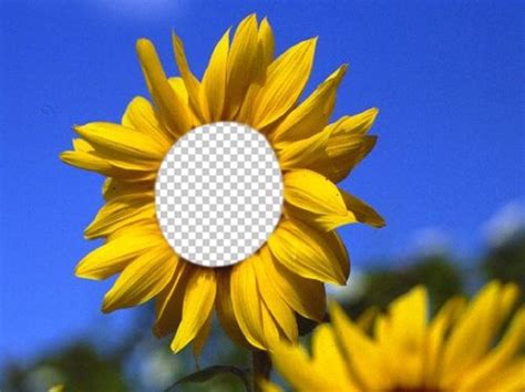 A funny clown, an attractive lady or a righteous nun? Funny photomontage to put your face on a beautiful sunflower