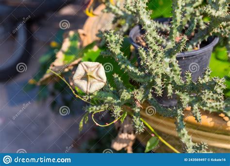 Cacto De Flores Frescas De Beleza Huernia Pendula Ou Caralluma