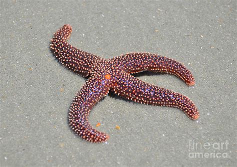 Four Legged Starfish Photograph By Kathy Baccari Fine Art America