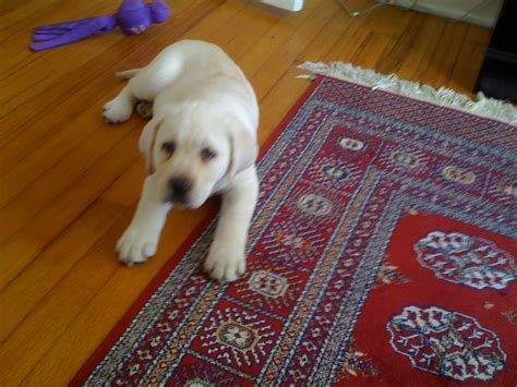 Labs are sociable, affectionate, and loyal. introducing Mr. Banks. an English polar bear white lab at ...