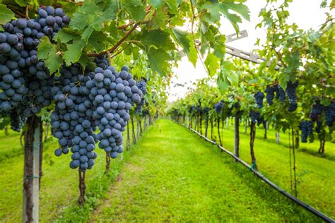 Exploring Italys Most Beautiful Vineyards Asmallworld