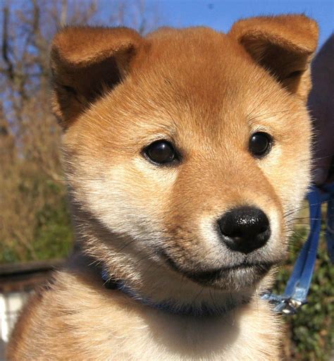 Shiba Puppy Baby Puppies Cute Puppies Dogs And Puppies Cute Dogs