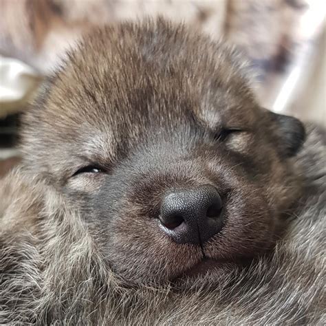 Wolfdog Puppies For Sale Watermill Wolves