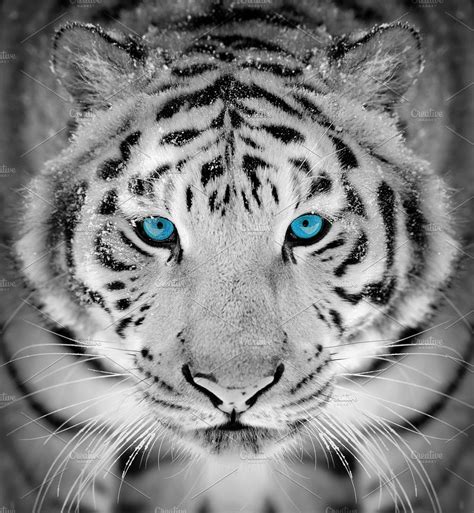 White Tiger With Blue Eyes White Tigers With Blue Eyes Snow Photo My