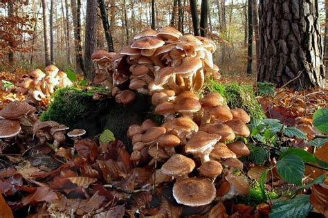 The Largest Land Organism Is A Fungus Earth Earthsky