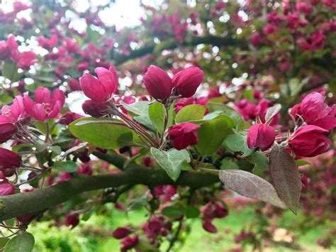 Crabapple Rosybloom ‘radiant Morden Nurseries And Garden Centre