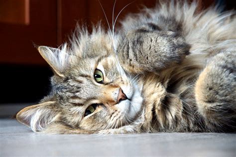 Norwegian Forest Cat Cute Cats Hq Pictures Of Cute Cats And Kittens Free Pictures Of Funny
