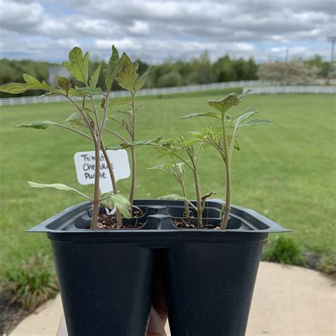 We did not find results for: Comparing Burpee Organic Seed Starting Mix vs Miracle Gro ...