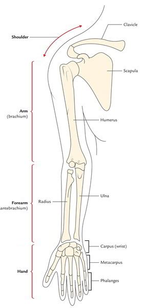Easy Notes On 【parts Of The Upper Limb】learn In Just 3 Minutes