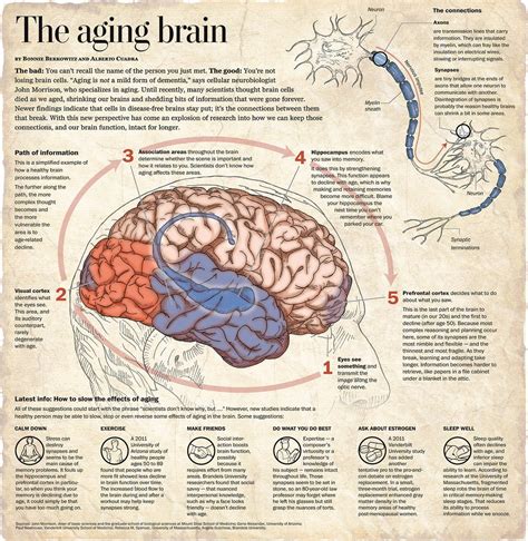 Age Proof Your Brain The Longevity Mindset Part 1 Garma On Health
