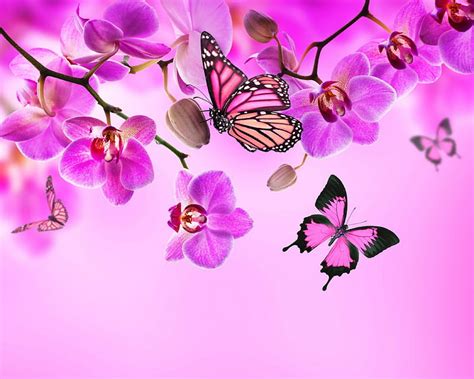 Pink Orchid Flowers Butterflies Pink Orchid Hd Wallpaper Peakpx