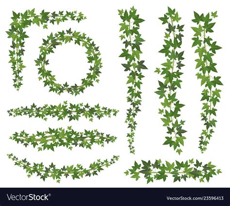 Green Ivy Leaves On Hanging Creepers Branches Vector Image