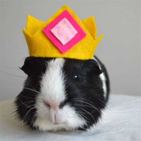 Guinea Pig Costume Crown Photo Prop For Cavy Or By Lamarmotacafe