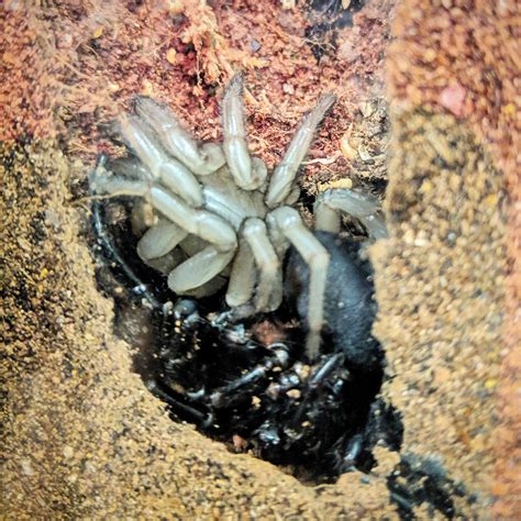 Sydney Funnel Web Spider Fresh Out Of Her Exoskeleton Rspiders